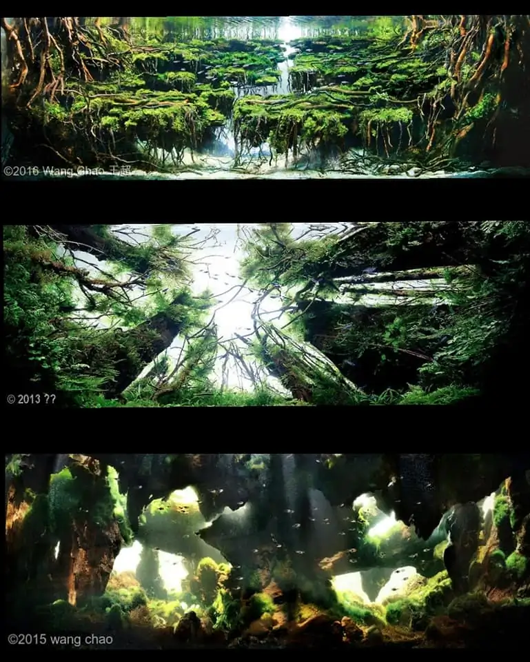 Introduction about China Aquascaping 
