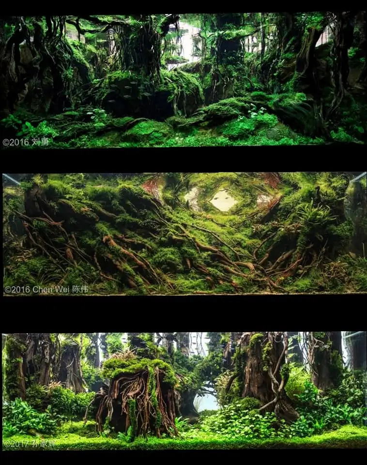 Introduction about China Aquascaping 