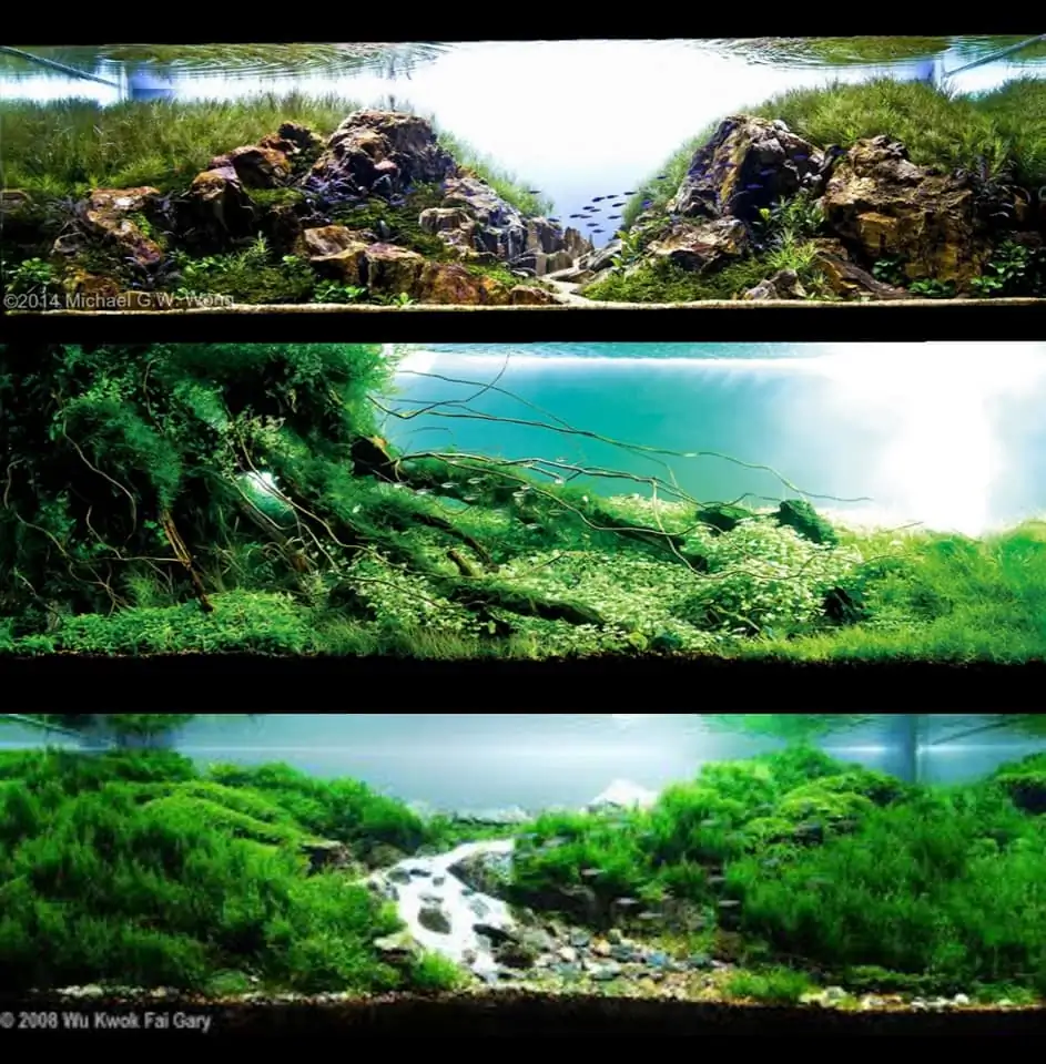 Introduction about Hong Kong Aquascaping 