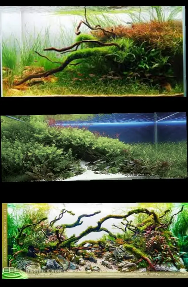 Introduction about Hong Kong Aquascaping 