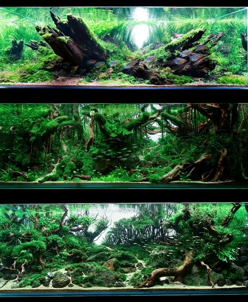 Introduction about Malaysia Aquascaping 