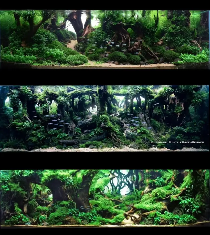 Introduction about Malaysia Aquascaping 