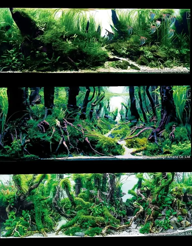 Introduction about Malaysia Aquascaping 