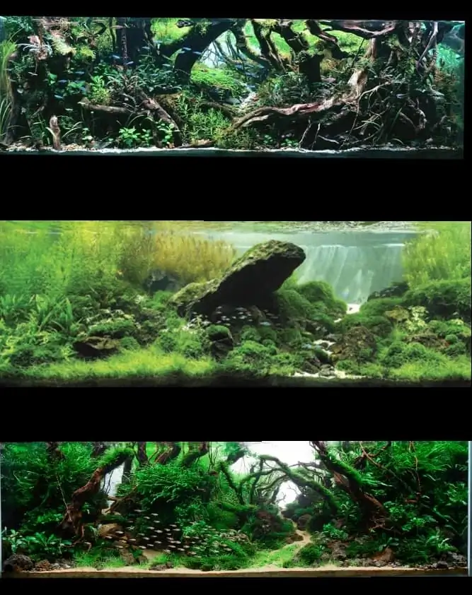 Introduction about Malaysia Aquascaping 