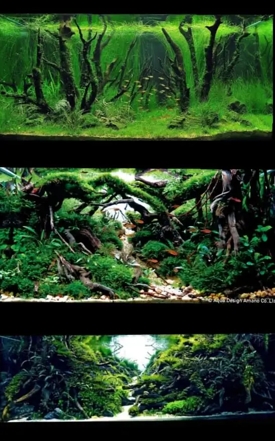 Introduction about Malaysia Aquascaping 