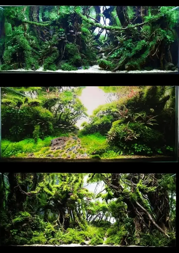 Introduction about Malaysia Aquascaping 