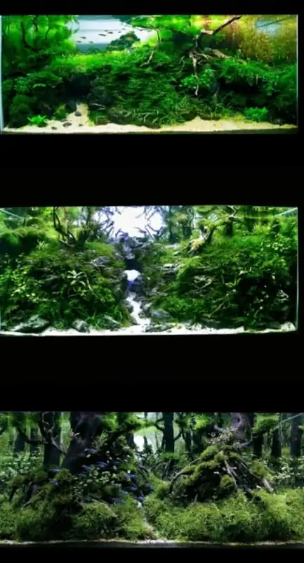 Introduction about Malaysia Aquascaping 