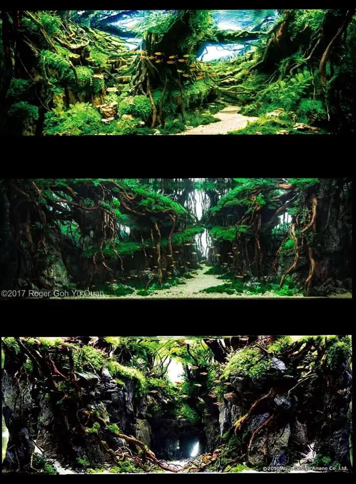 Introduction about Singapore Aquascaping 