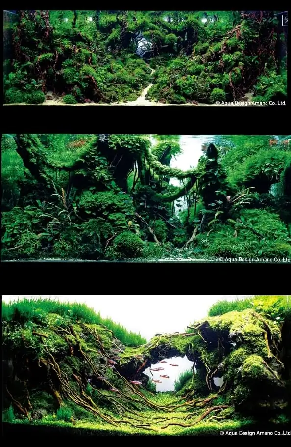 Introduction about Taiwan Aquascaping 