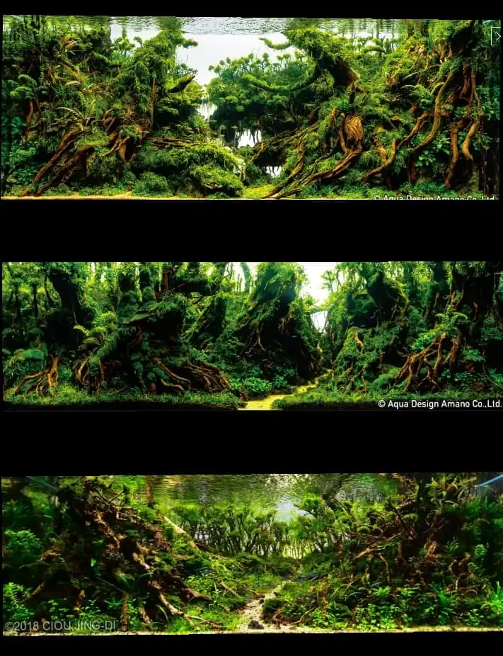 Introduction about Taiwan Aquascaping 