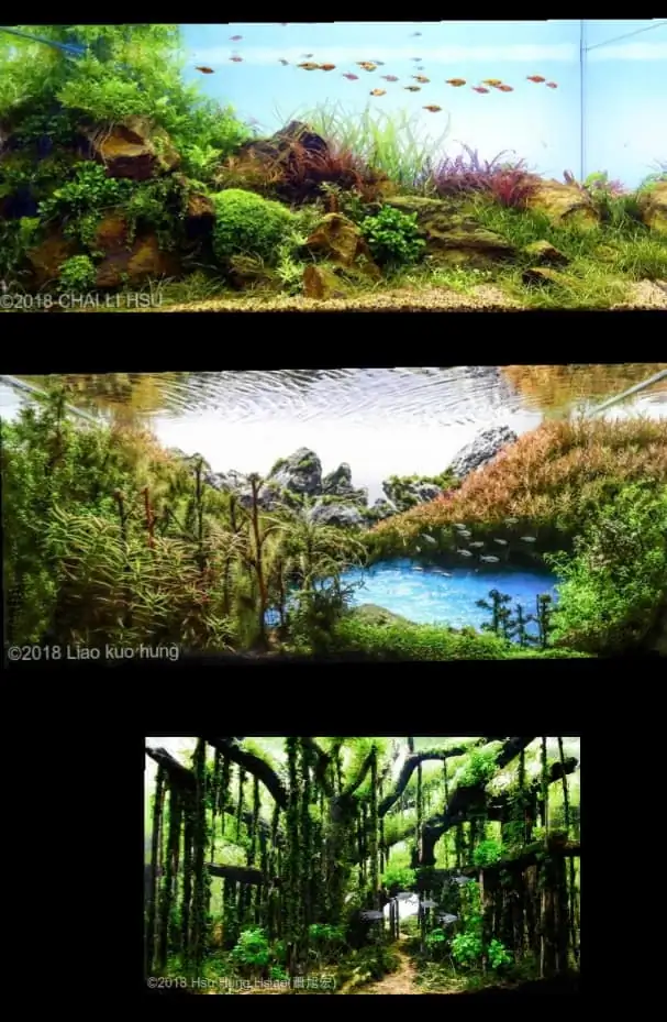 Introduction about Taiwan Aquascaping 