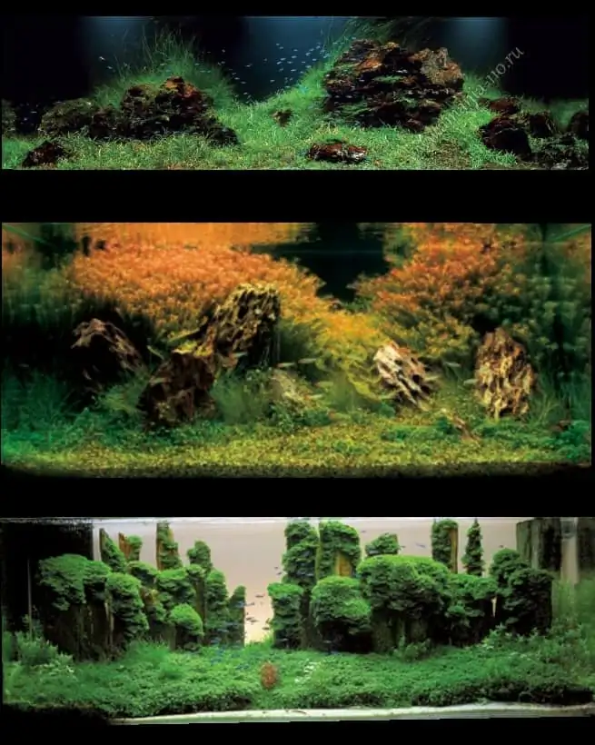 Introduction about Taiwan Aquascaping 