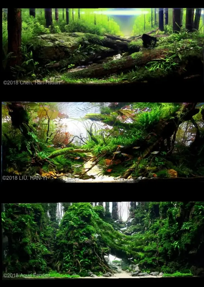 Introduction about Taiwan Aquascaping 