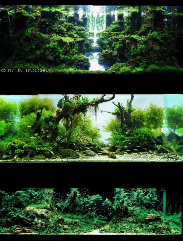 Introduction about Taiwan Aquascaping 