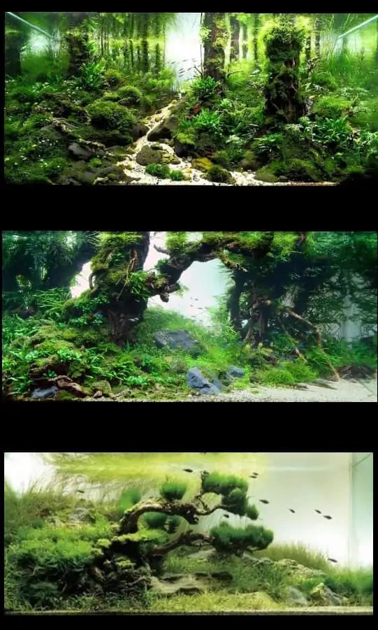Introduction about Taiwan Aquascaping 