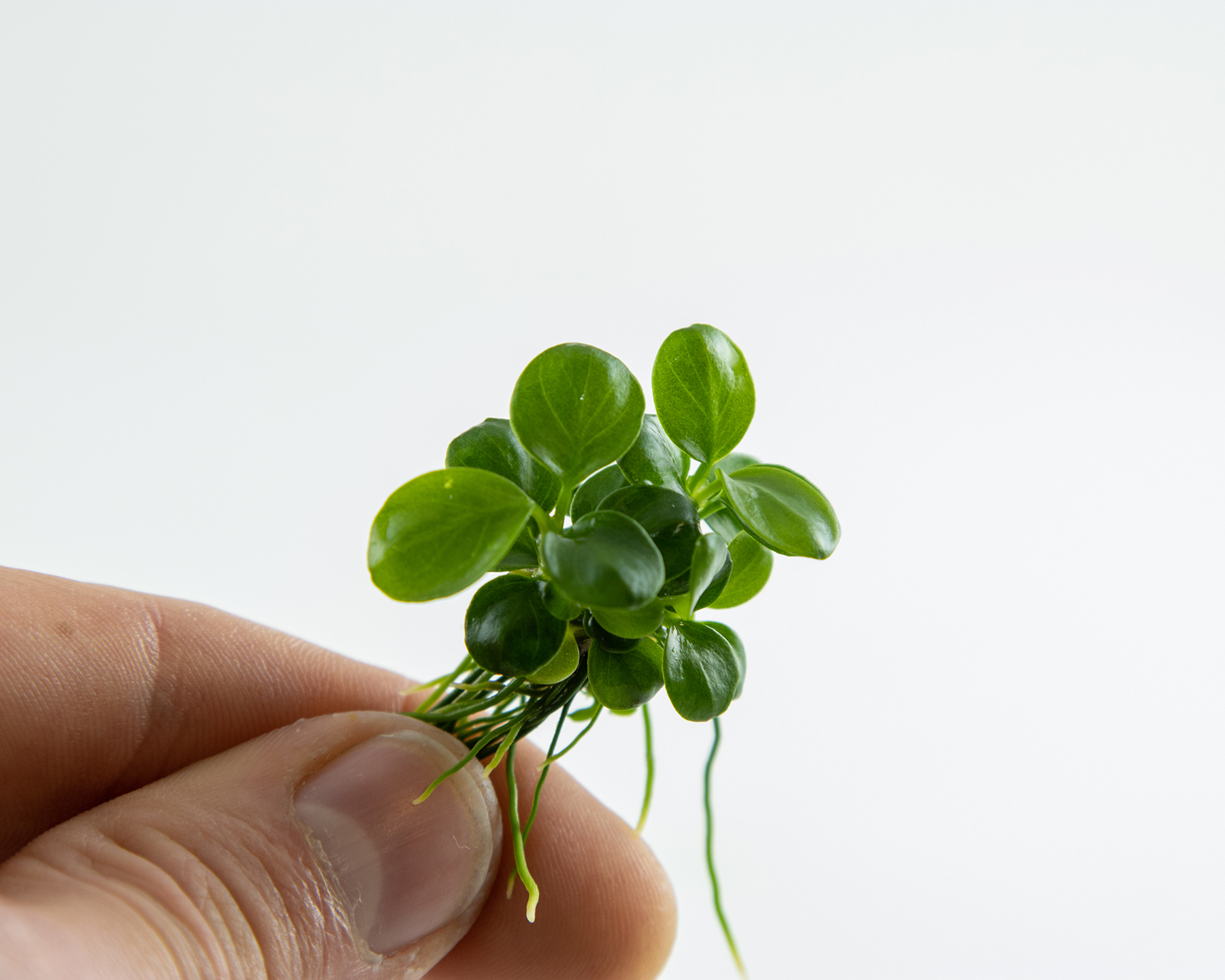 Anubias barteri (Mini Coin)