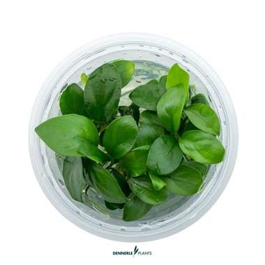Anubias barteri (Mini Coin)