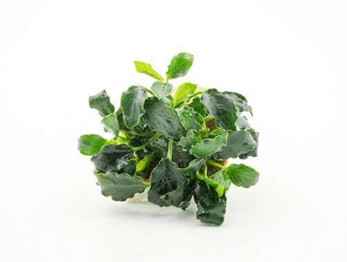 Anubias barteri (Mini Coin)