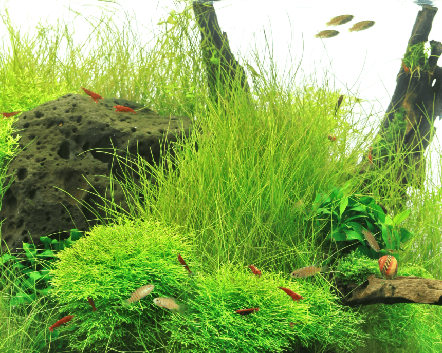 Eleocharis acicularis (Bonsai Needlewort)