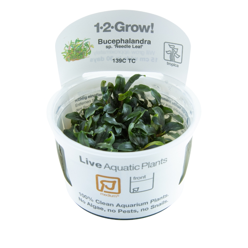 Cultivation and Care