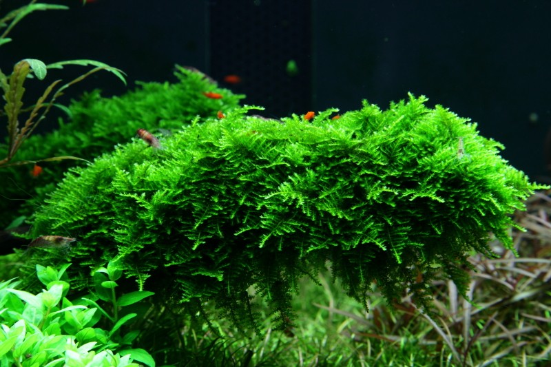 Cultivation and Care