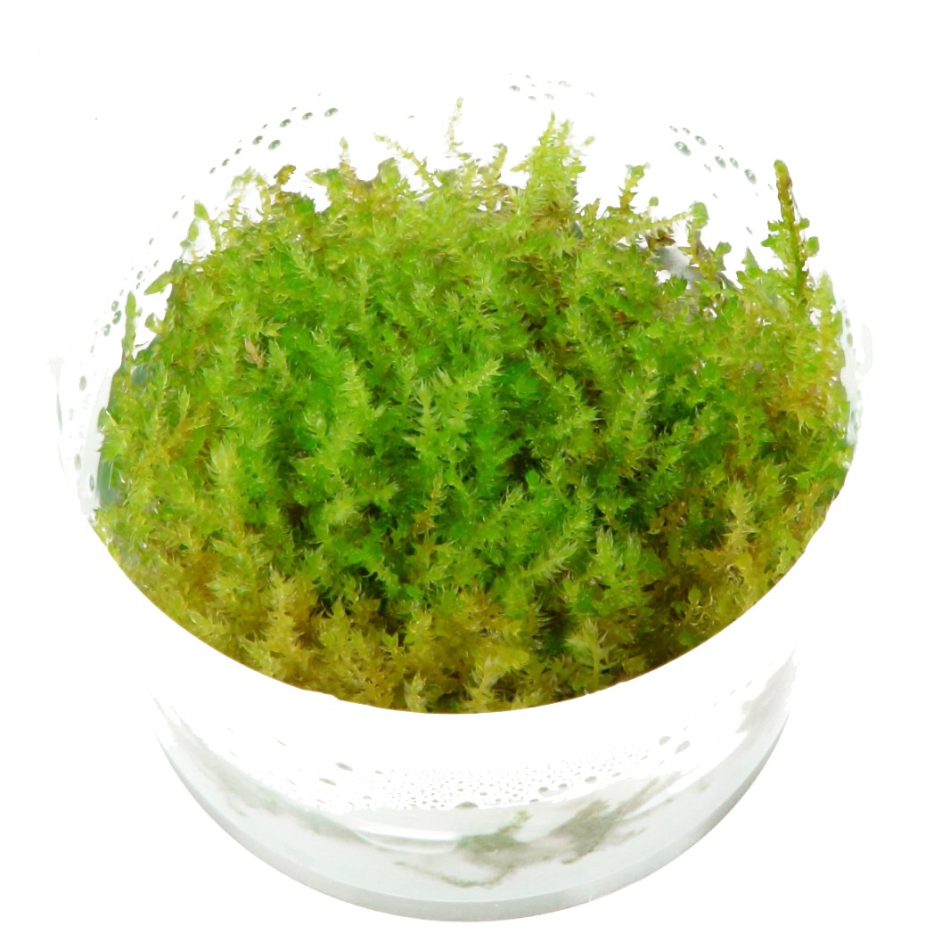 Vesicularia dubyana 'Christmas' (Christmas Moss)