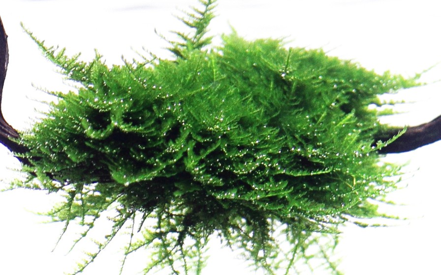 Vesicularia dubyana 'Christmas' (Christmas Moss)