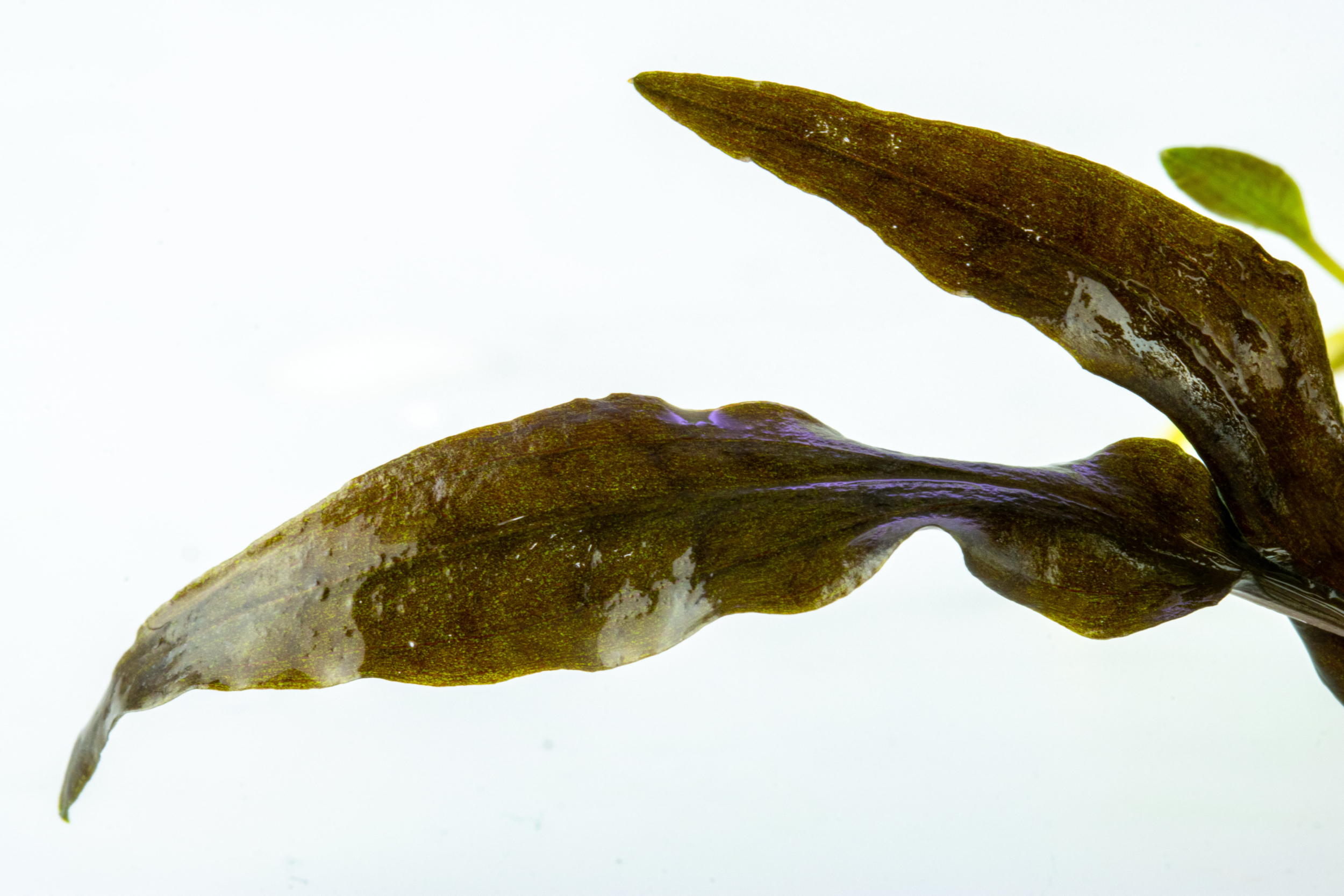 Aquascaping Notes
