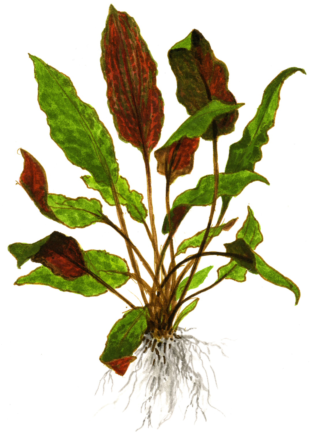 Cryptocoryne wendtii (Cryptocoryne wendtii Mi Oya)