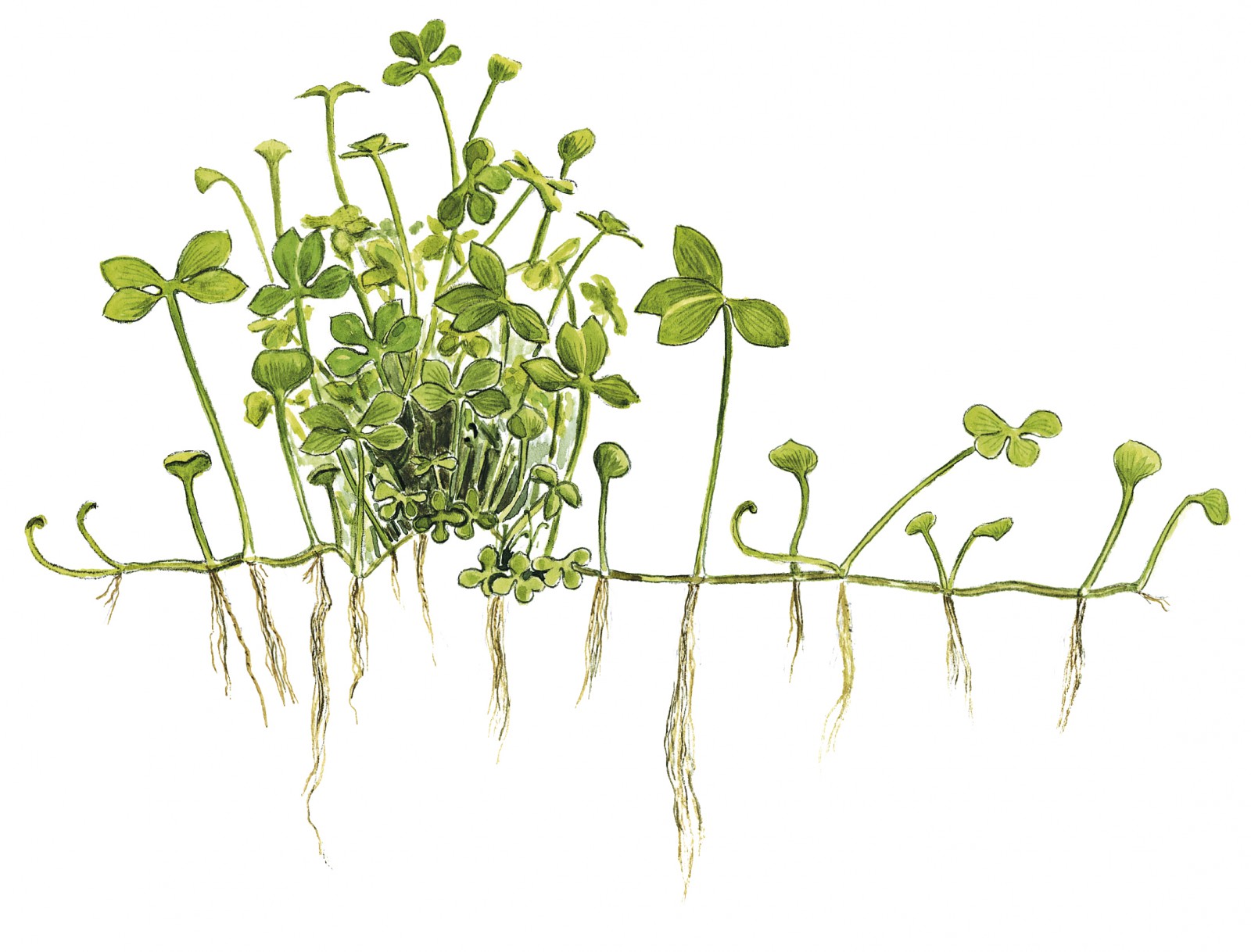 Planting and Maintenance
