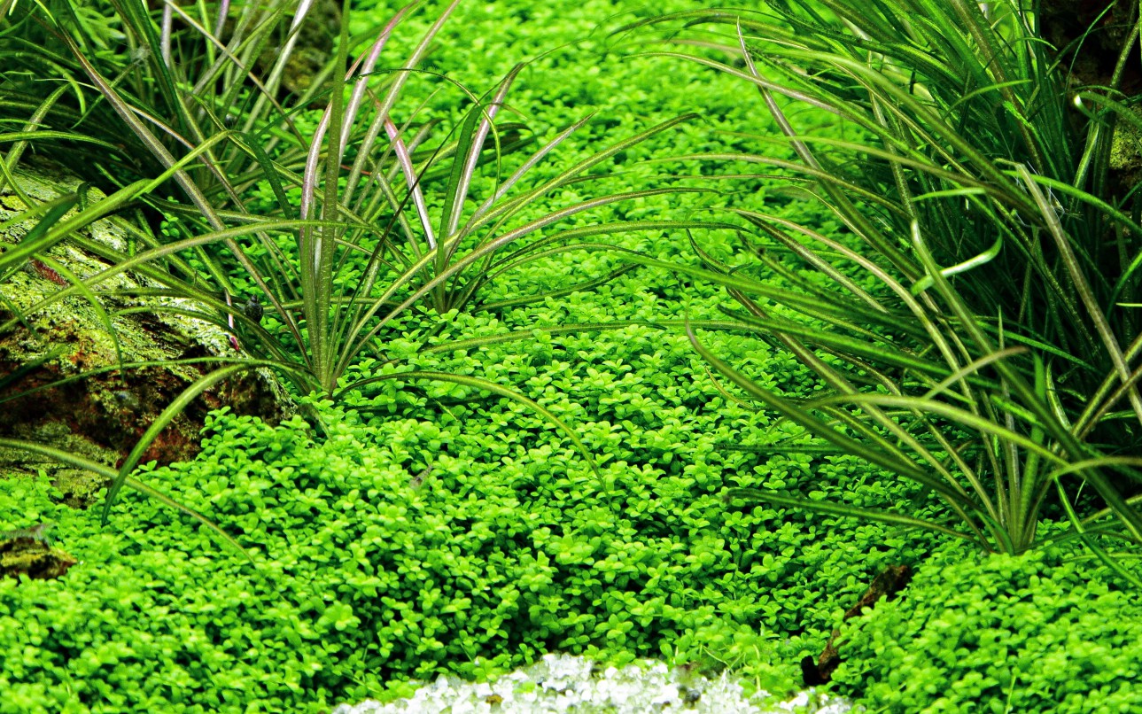 Cultivation Requirements