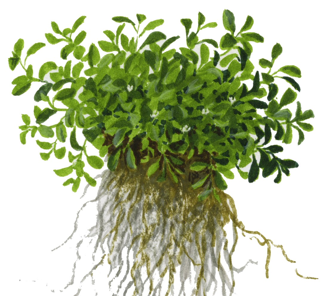 Planting