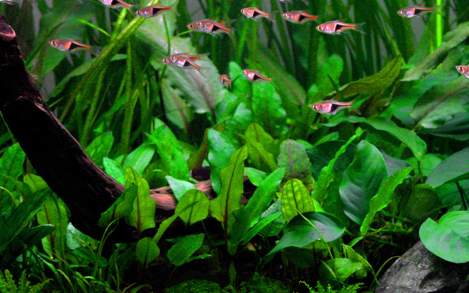 Planting