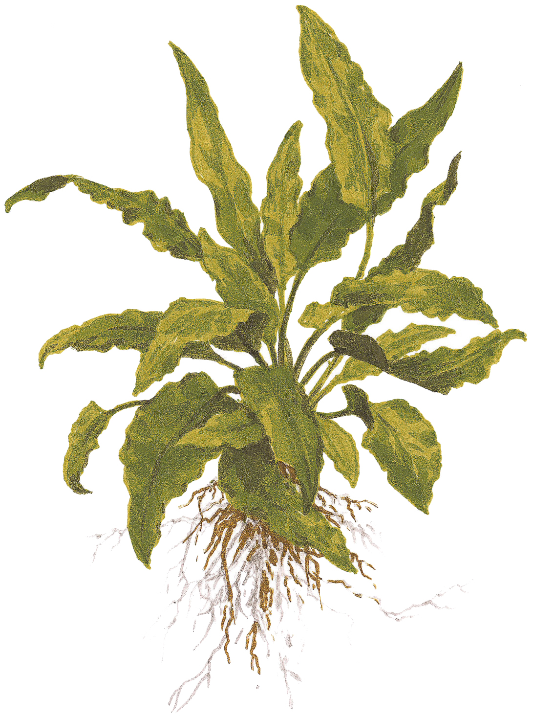 Cryptocoryne melt