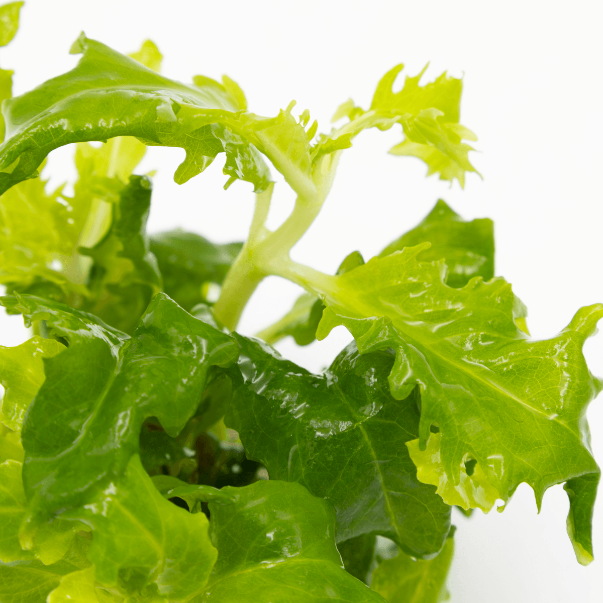 Pruning and propagation