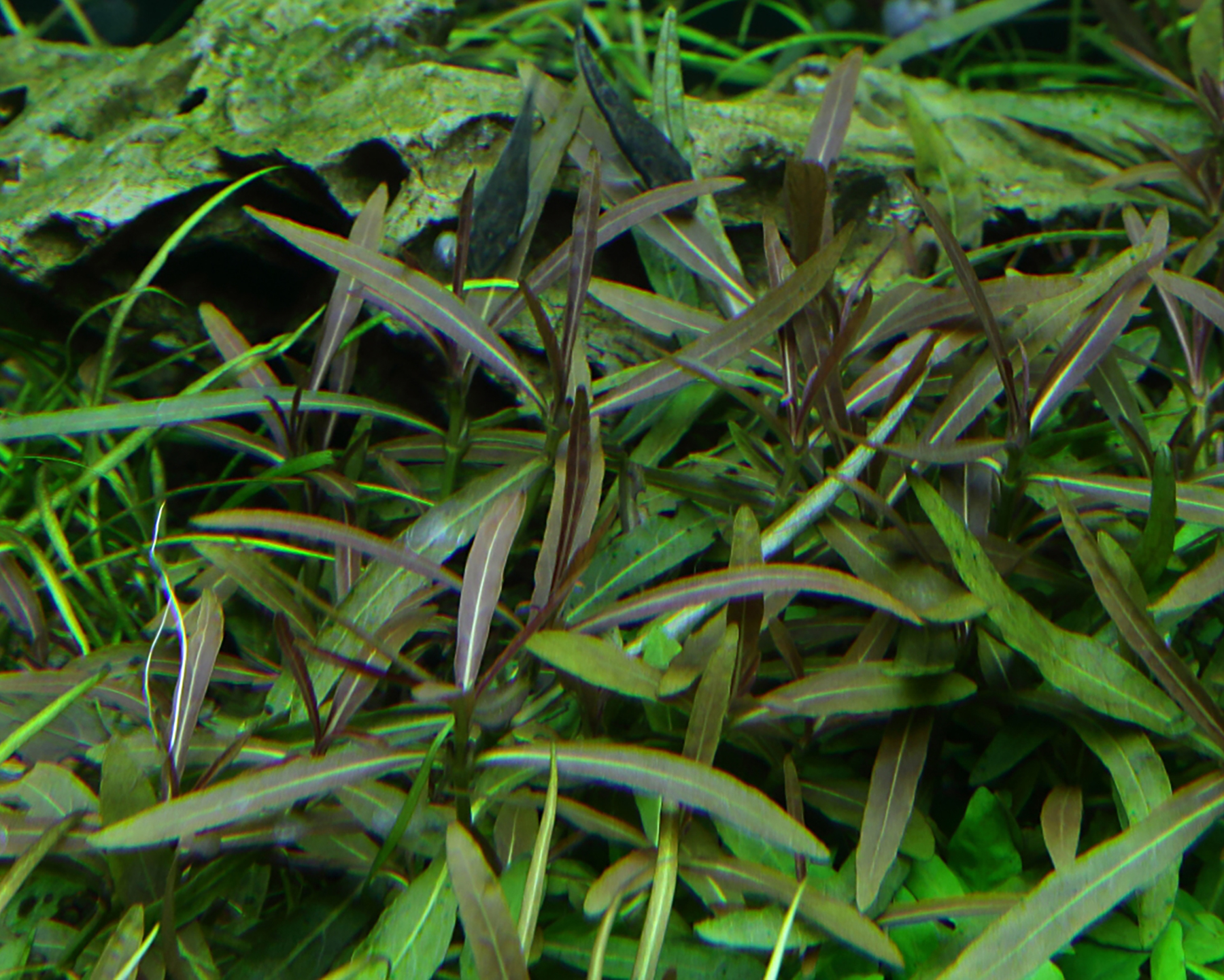 Identification