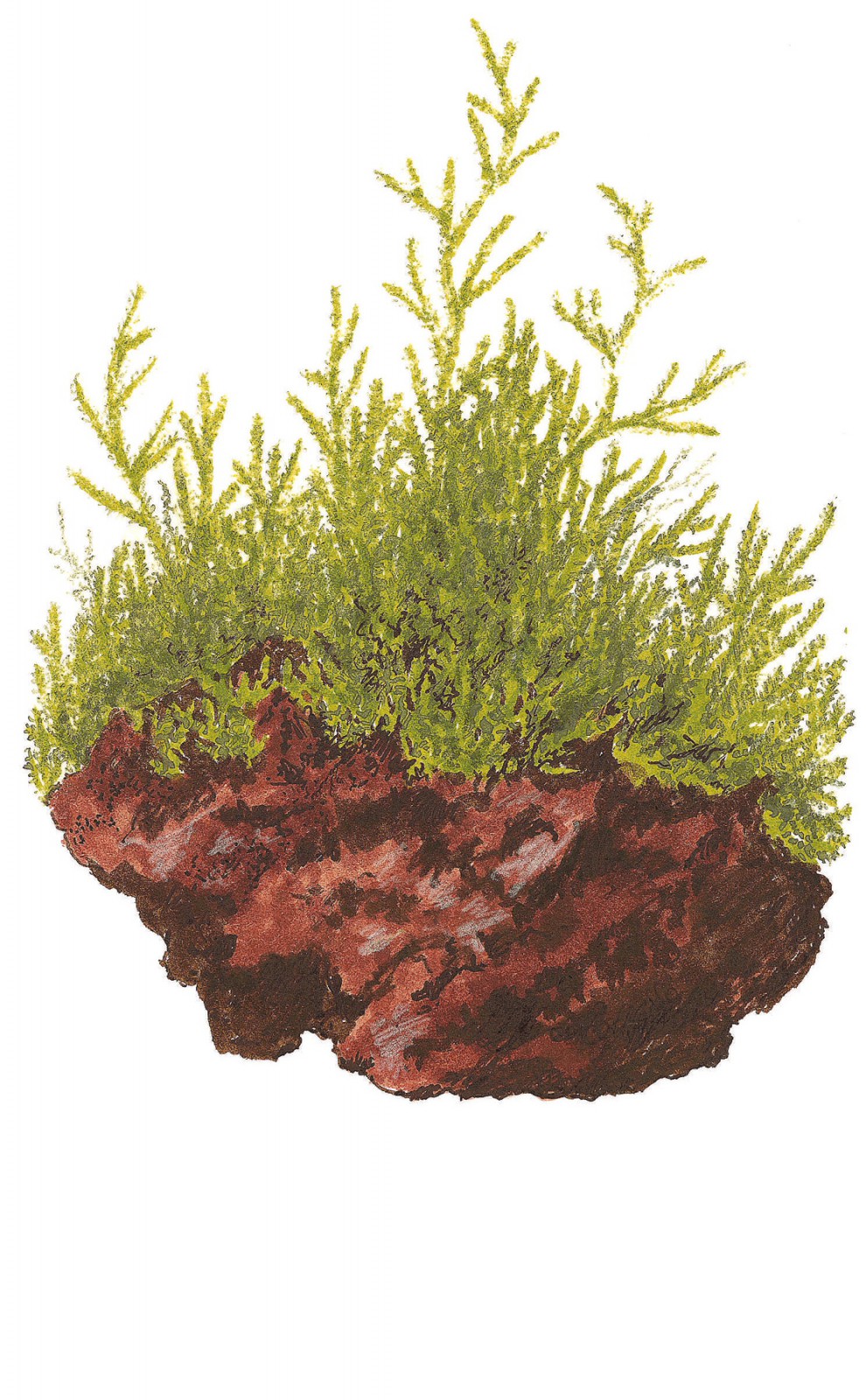 Maintenance and propagation