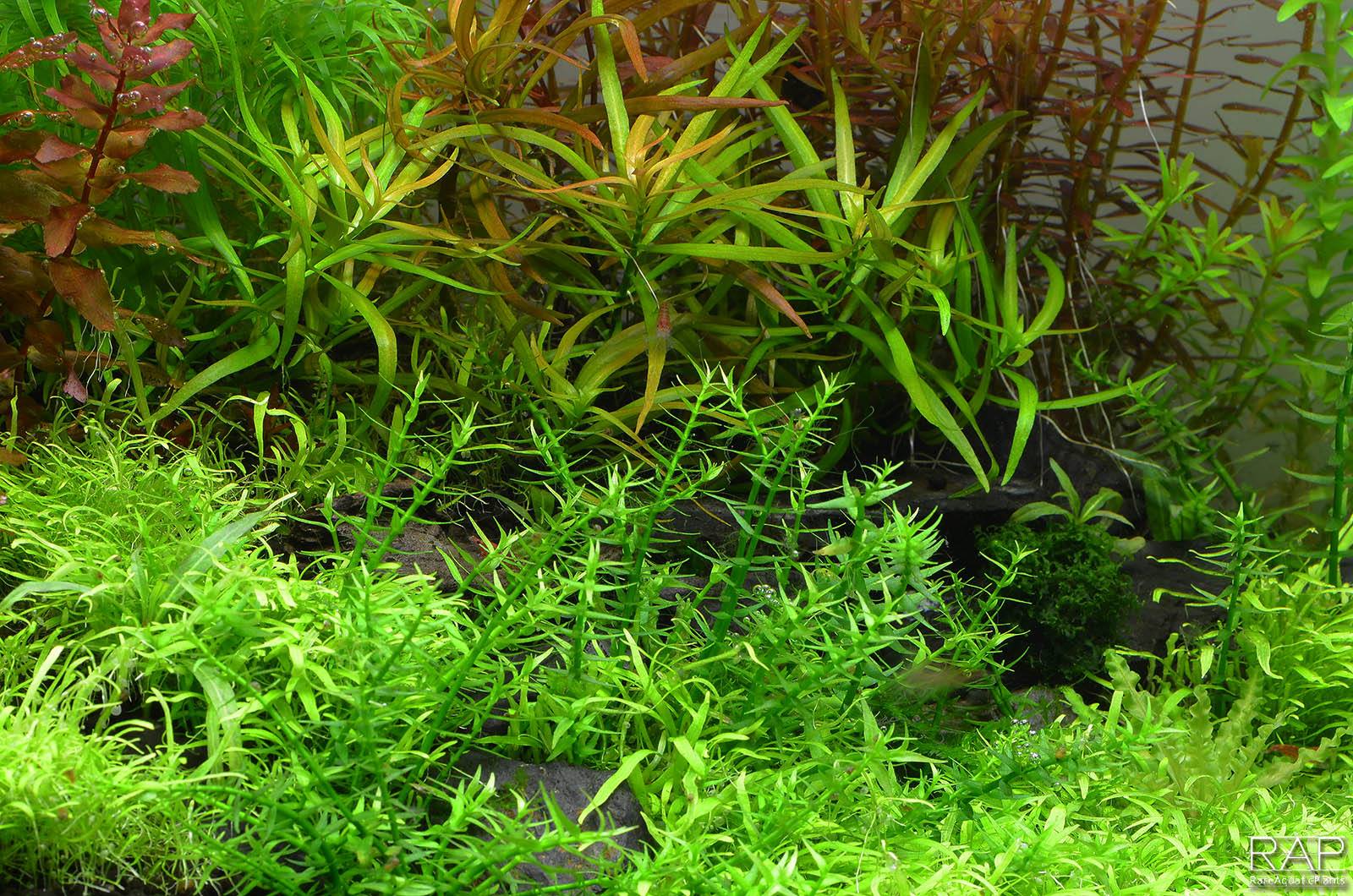 Planting and routine care