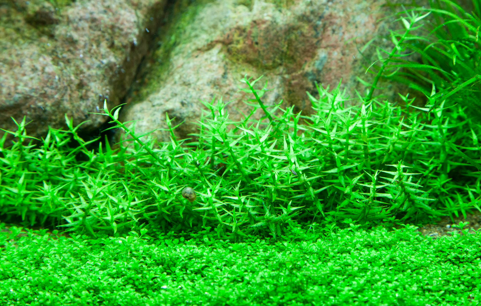 Trimming and propagation