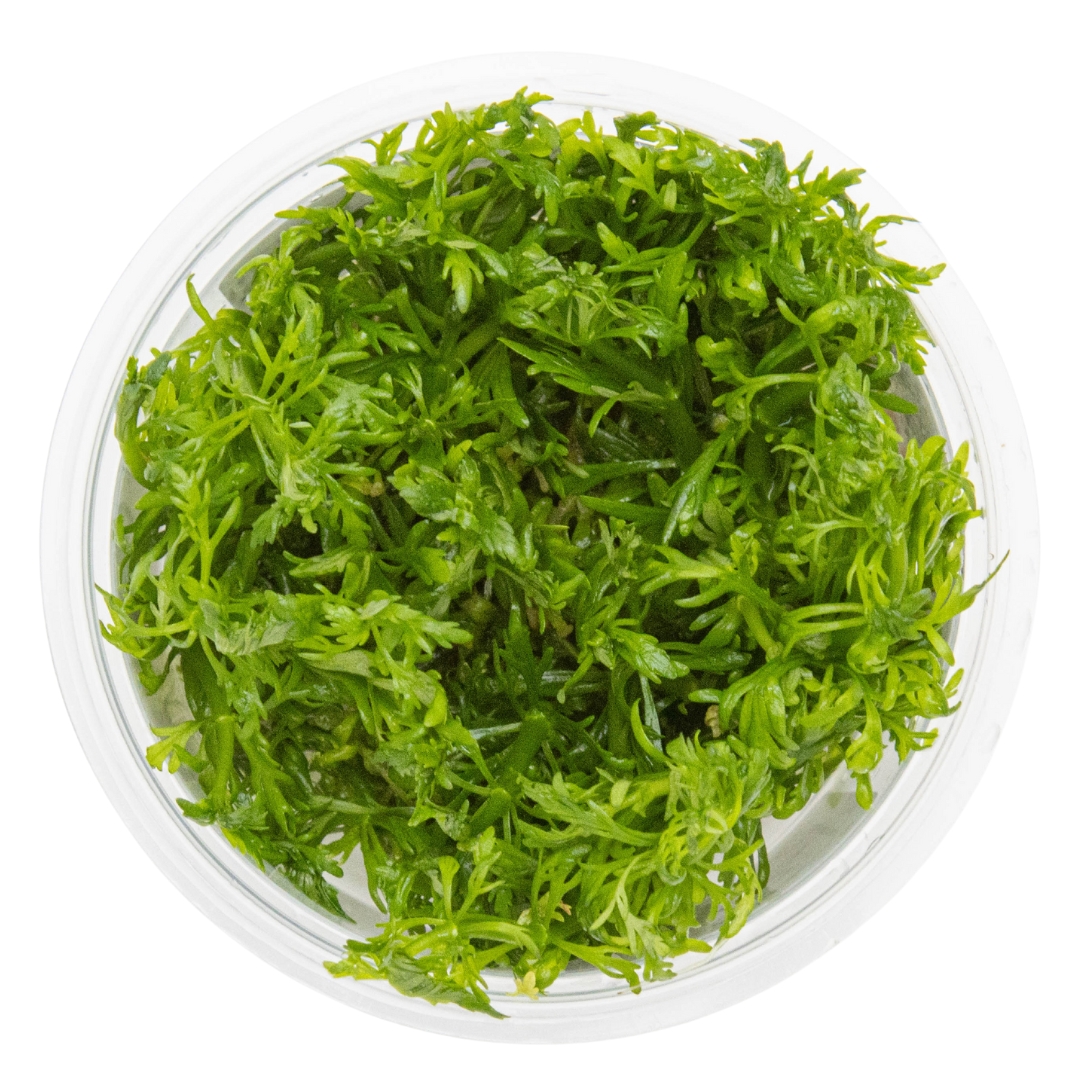 Nutrients and water quality