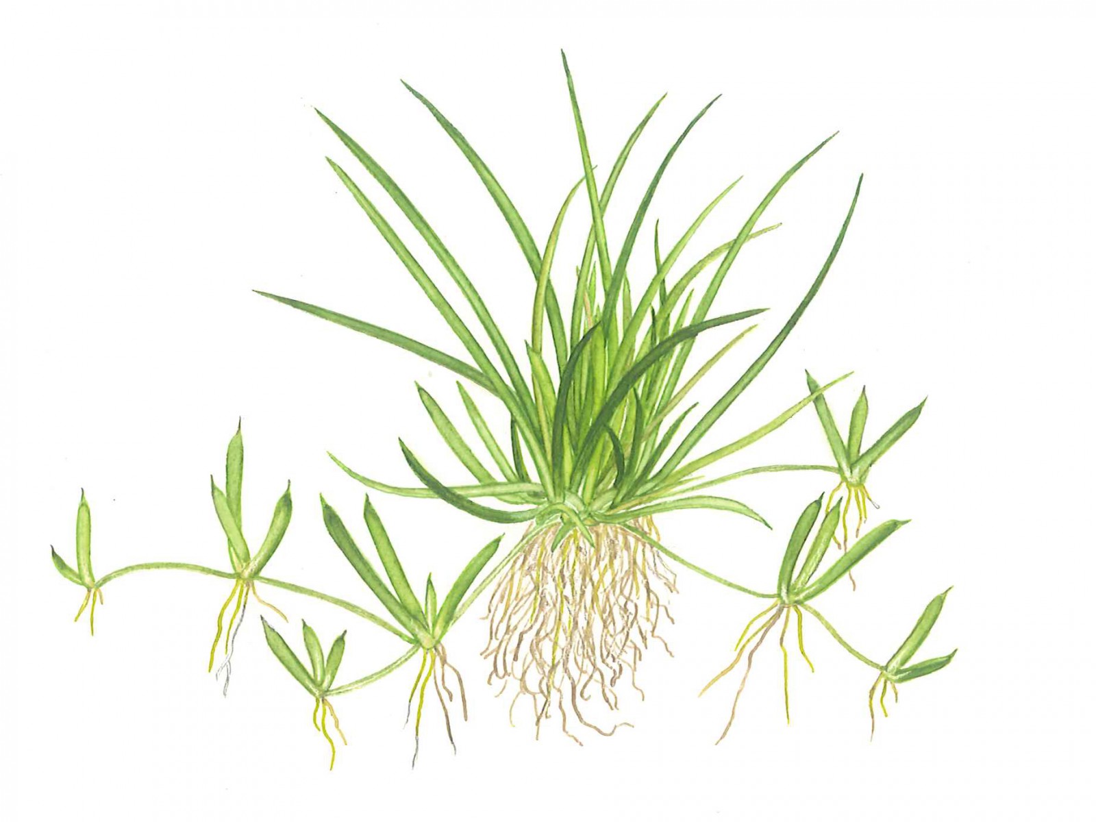 Placement and planting