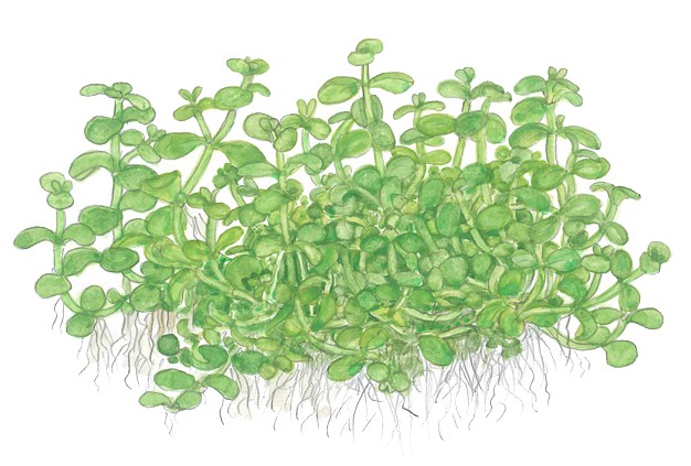 Planting