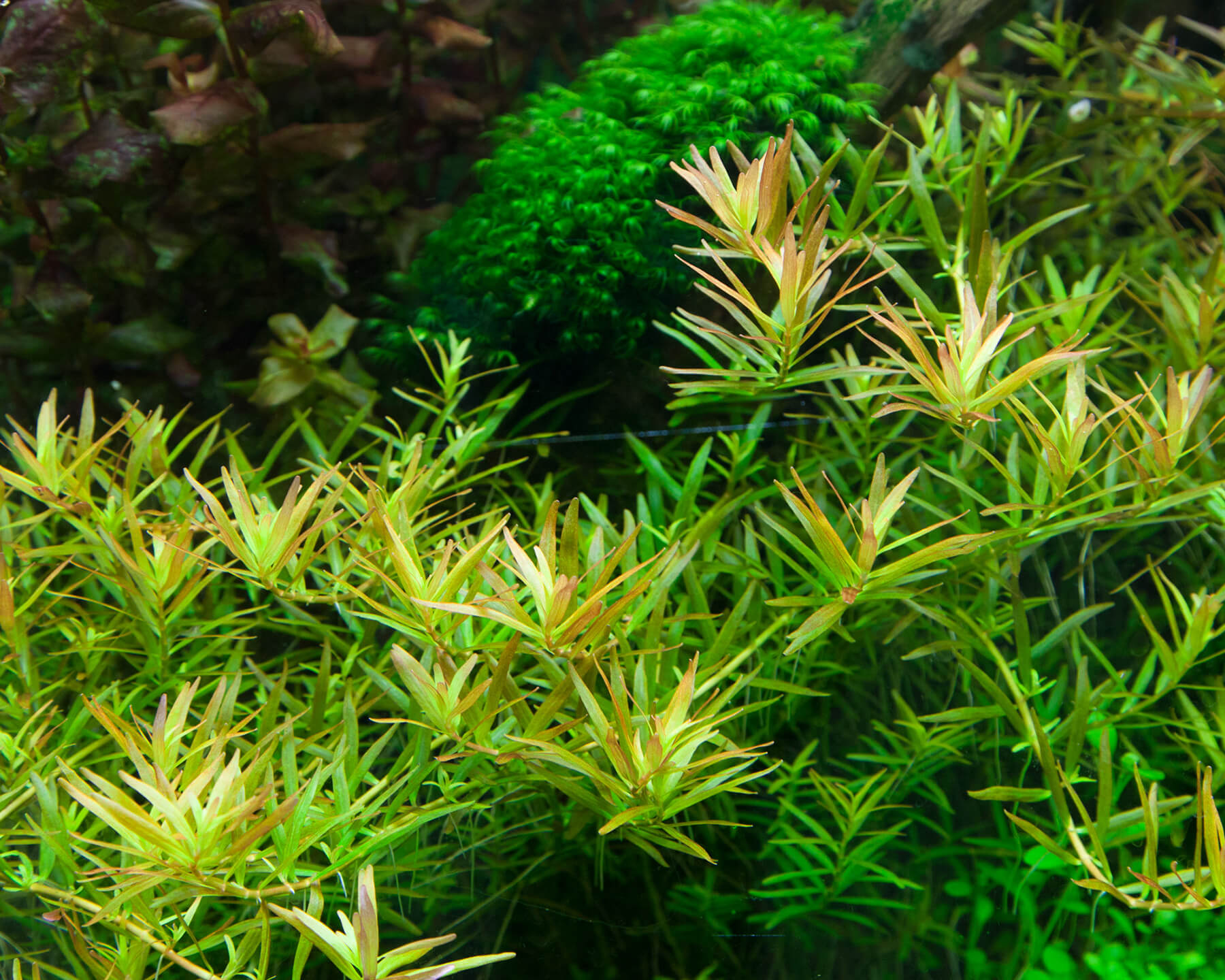 Rotala 'H'ra': Vibrant Red Stem Plant