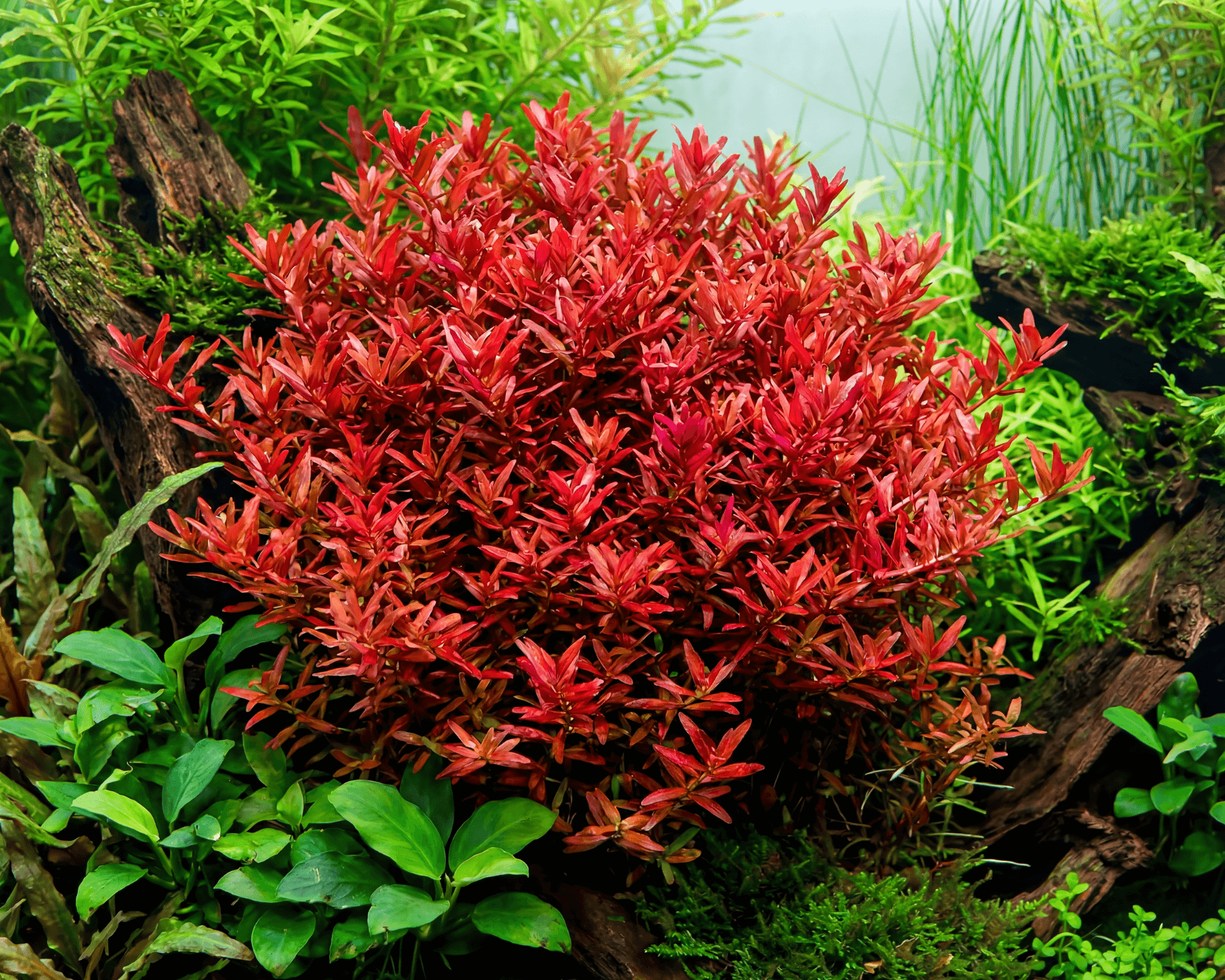 Start with the plant’s growth point, not its height