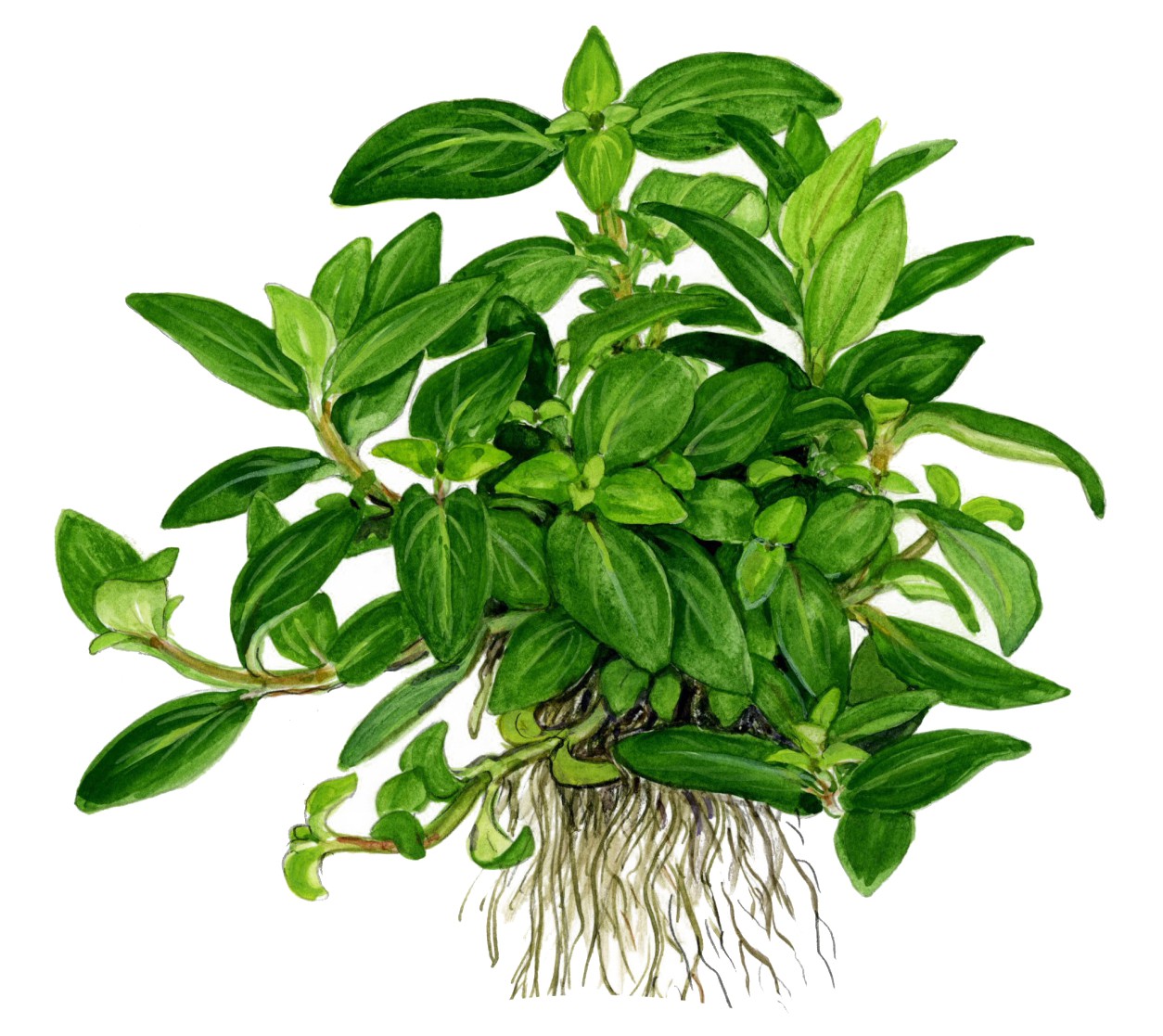 Staurogyne Repens: Bushy Foreground Carpet