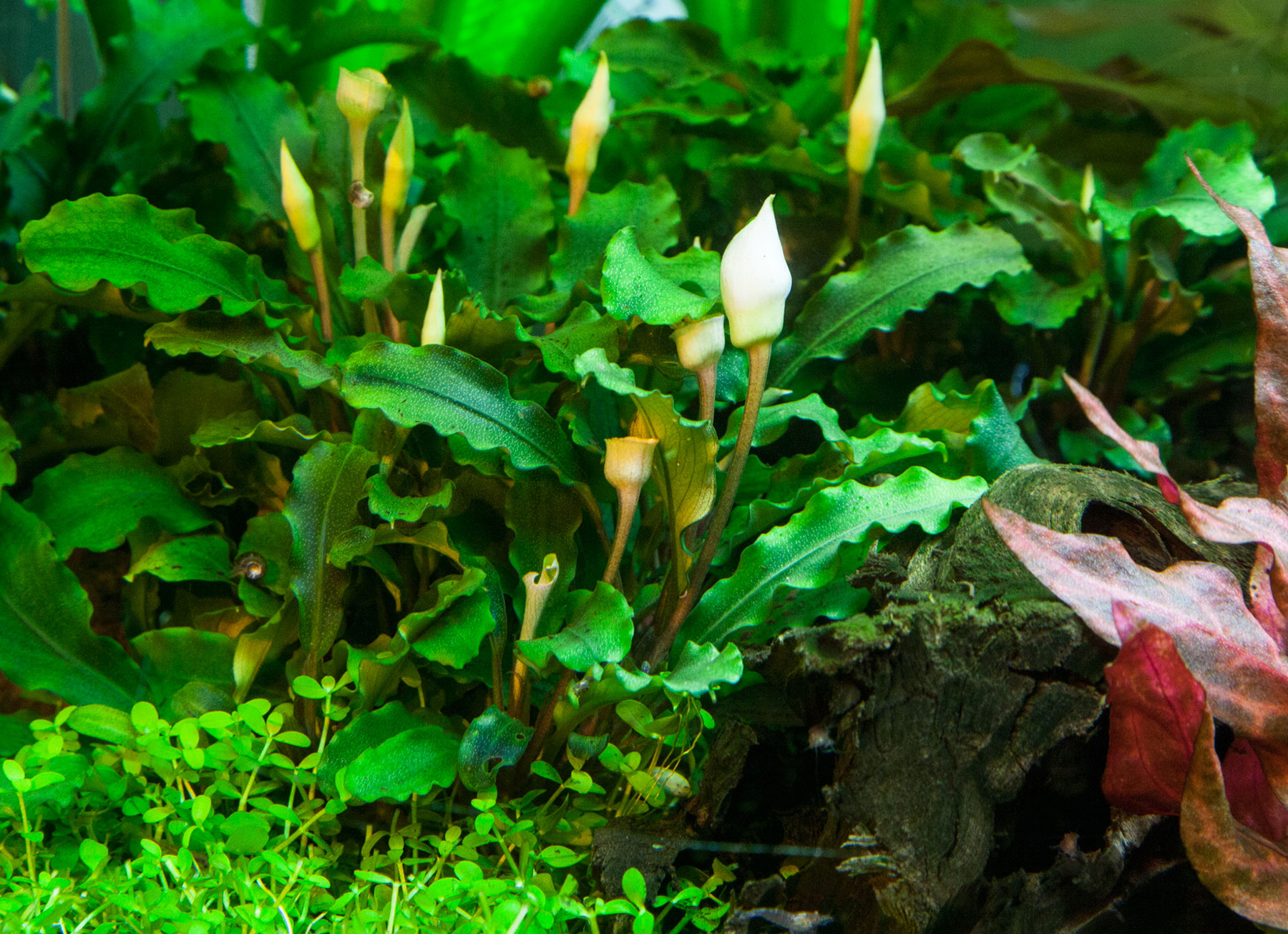 Image of Bucephalandra pygmaea 'Bukit Kelam'