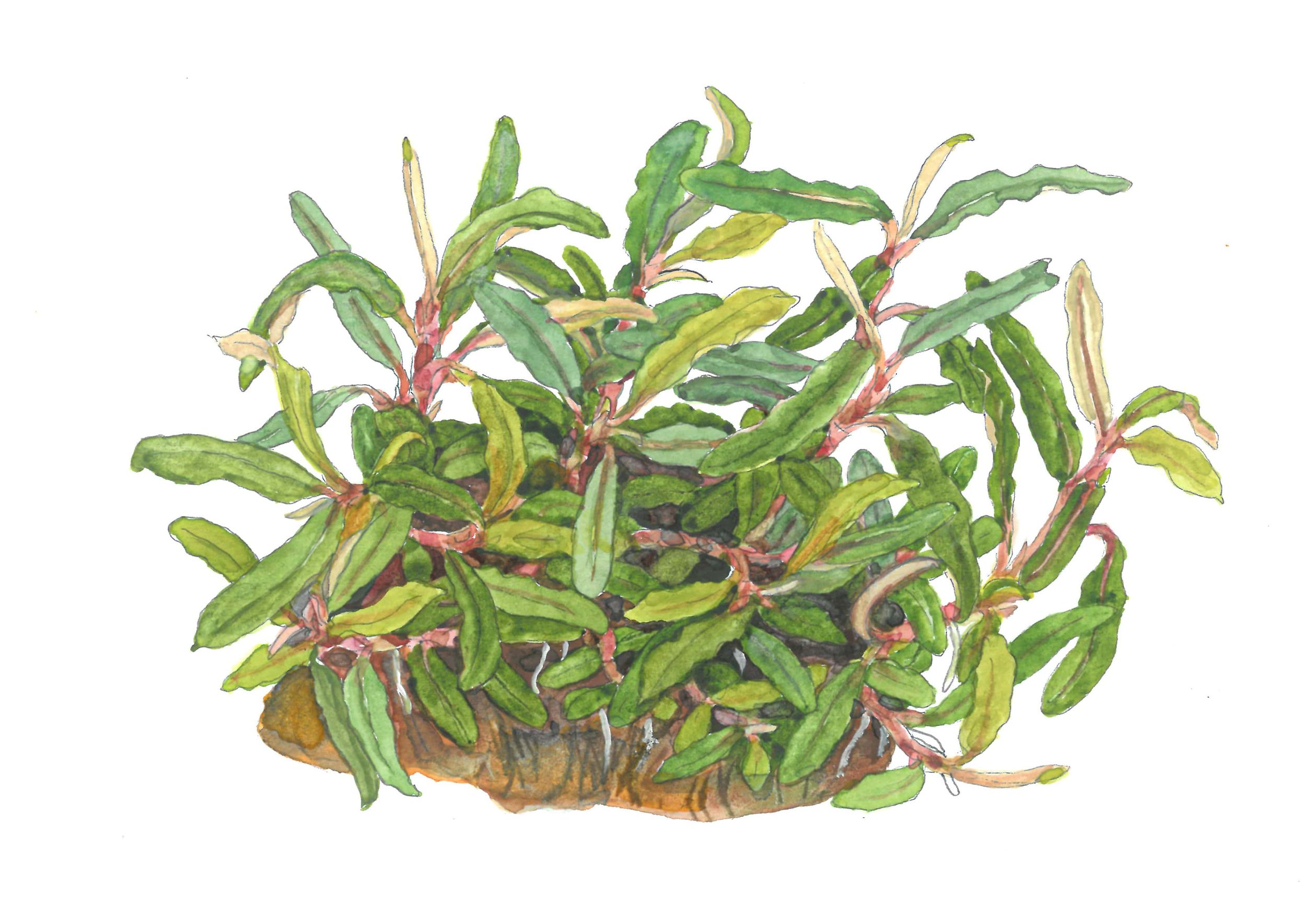 Image of Bucephalandra sp. 'Needle Leaf'
