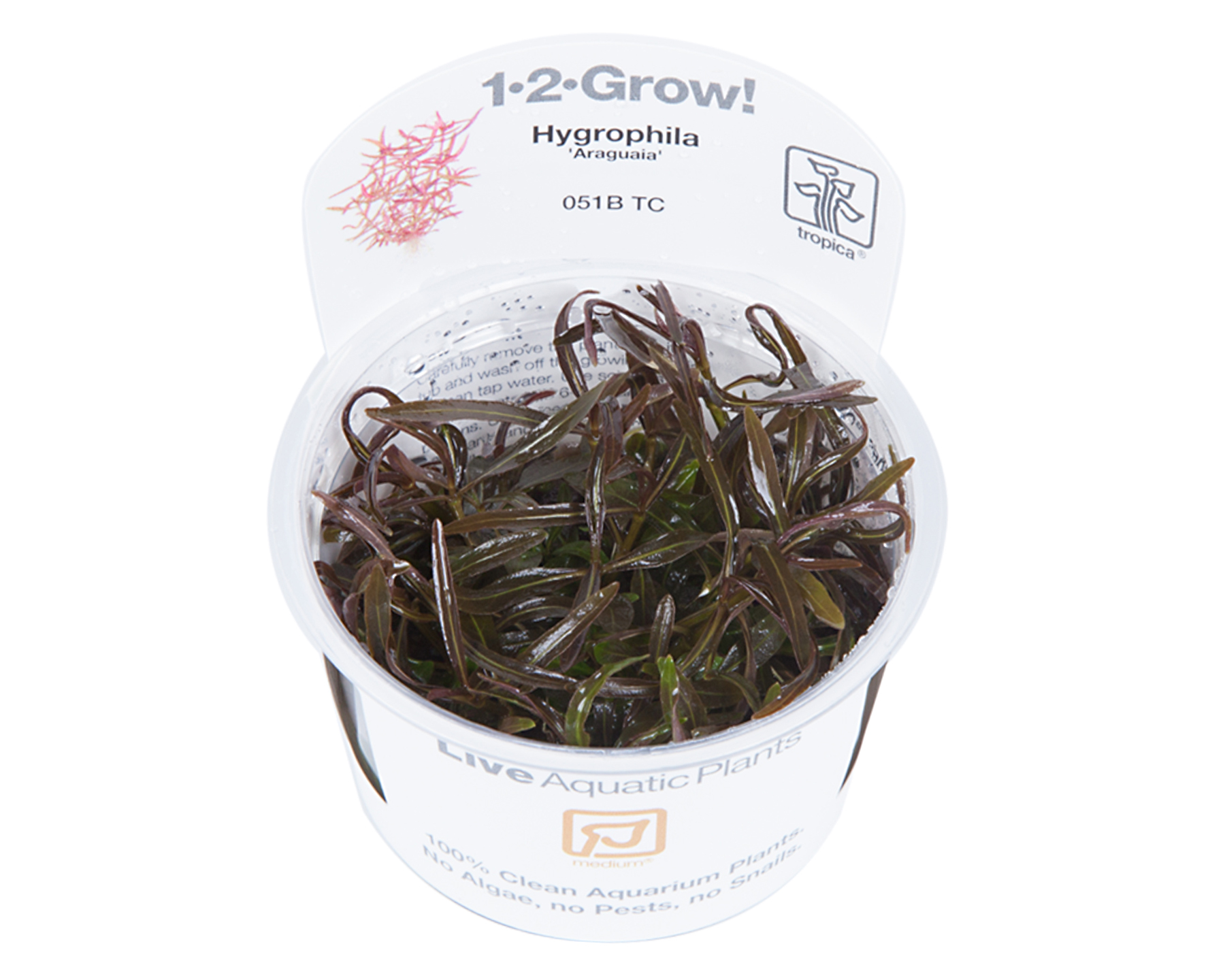 Image of Hygrophila lancea 'Araguaia'