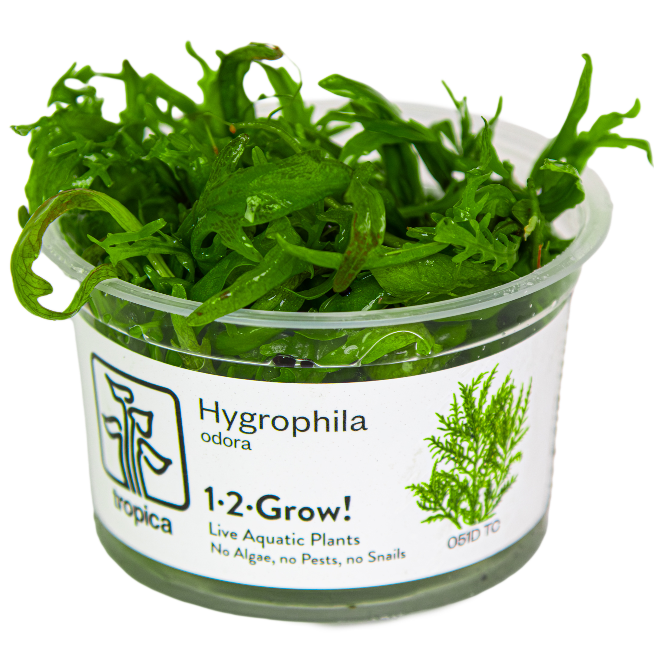 Image of Hygrophila odora ’Difformis'