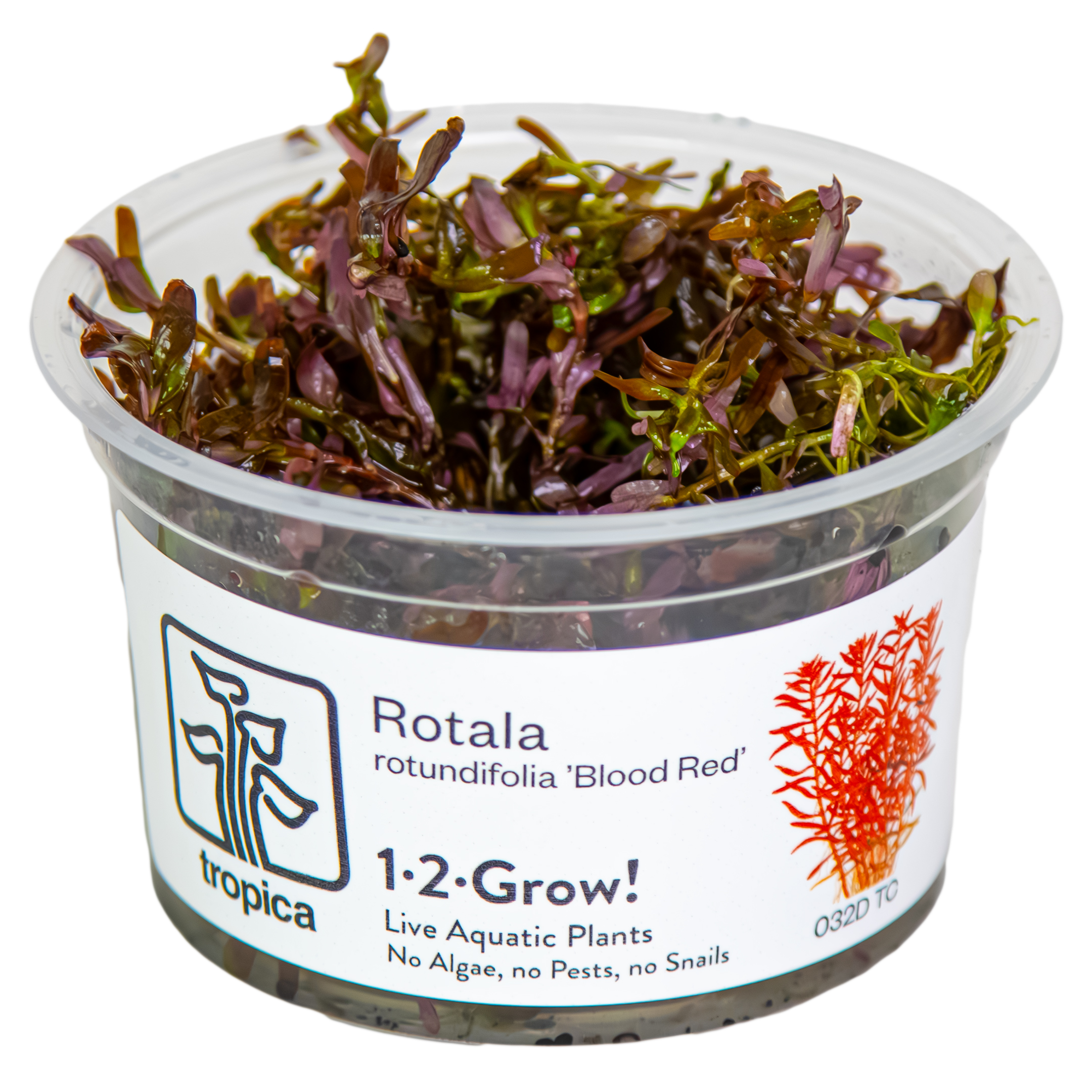 Image of Rotala rotundifolia Hra